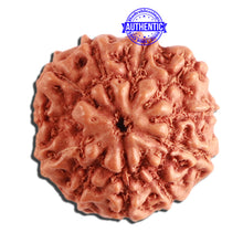 Load image into Gallery viewer, 11 Mukhi Indonesian Rudraksha - Bead No. 208
