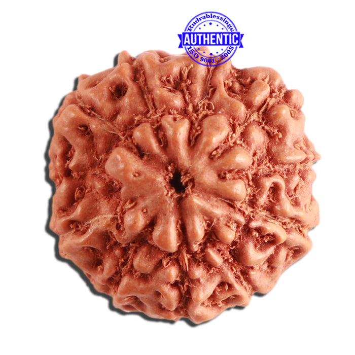 11 Mukhi Indonesian Rudraksha - Bead No. 208