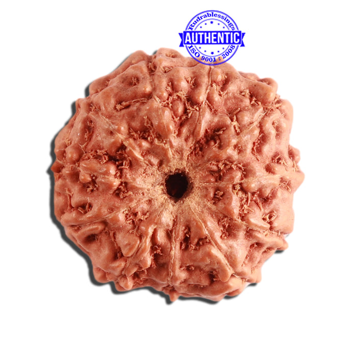 11 Mukhi Indonesian Rudraksha - Bead No. 208