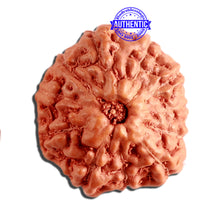 Load image into Gallery viewer, 11 Mukhi Indonesian Rudraksha - Bead No. 209
