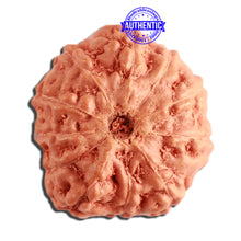 Load image into Gallery viewer, 11 Mukhi Indonesian Rudraksha - Bead No. 209
