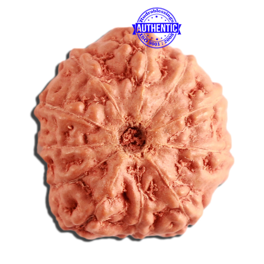 11 Mukhi Indonesian Rudraksha - Bead No. 209