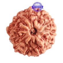 Load image into Gallery viewer, 11 Mukhi Indonesian Rudraksha - Bead No. 210
