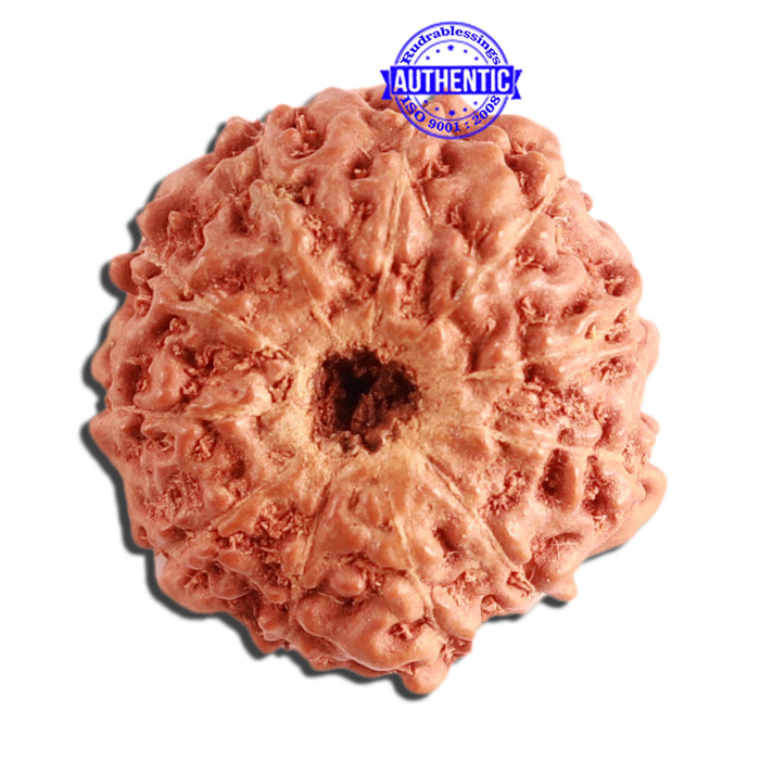 11 Mukhi Indonesian Rudraksha - Bead No. 210
