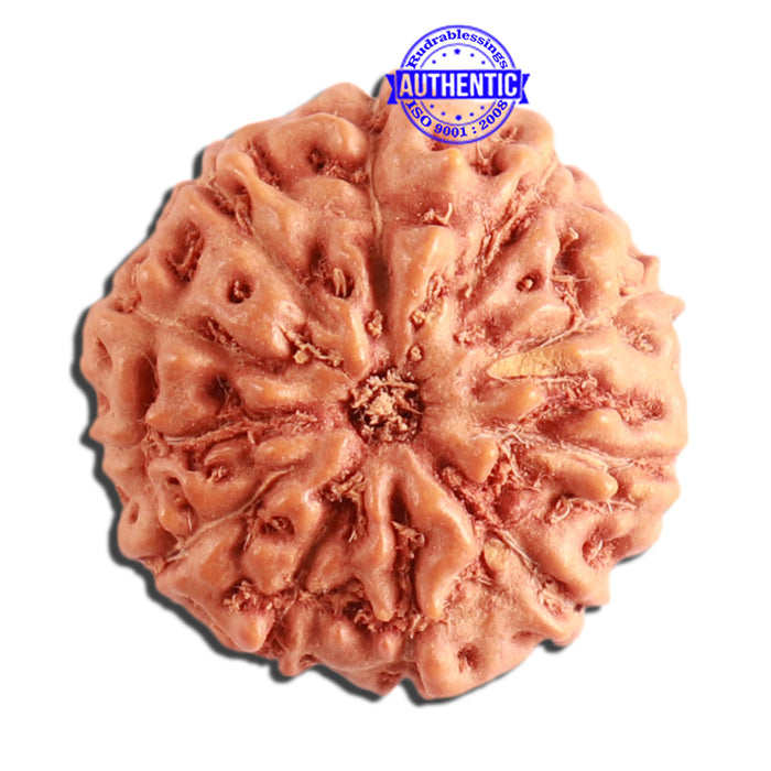 11 Mukhi Indonesian Rudraksha - Bead No. 211