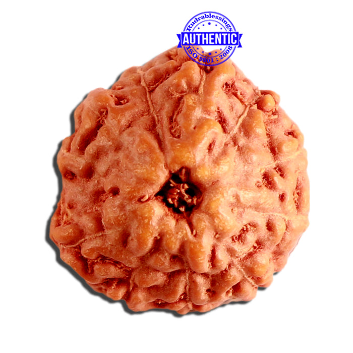 11 Mukhi Indonesian Rudraksha - Bead No. 212