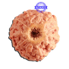 Load image into Gallery viewer, 11 Mukhi Indonesian Rudraksha - Bead No. 212
