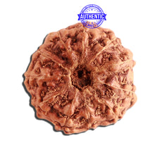 Load image into Gallery viewer, 11 Mukhi Indonesian Rudraksha - Bead No. 213
