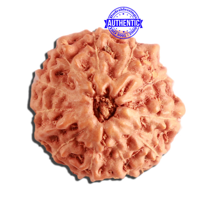 11 Mukhi Indonesian Rudraksha - Bead No. 214