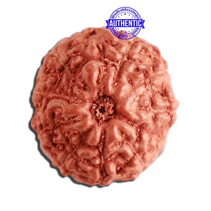 11 Mukhi Indonesian Rudraksha - Bead No. 215