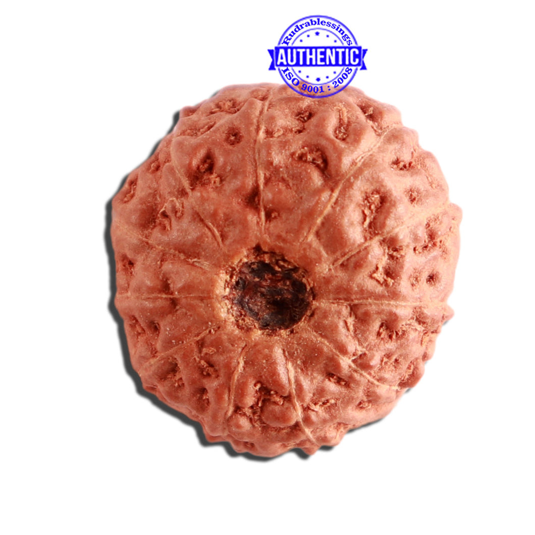 11 Mukhi Indonesian Rudraksha - Bead No. 215