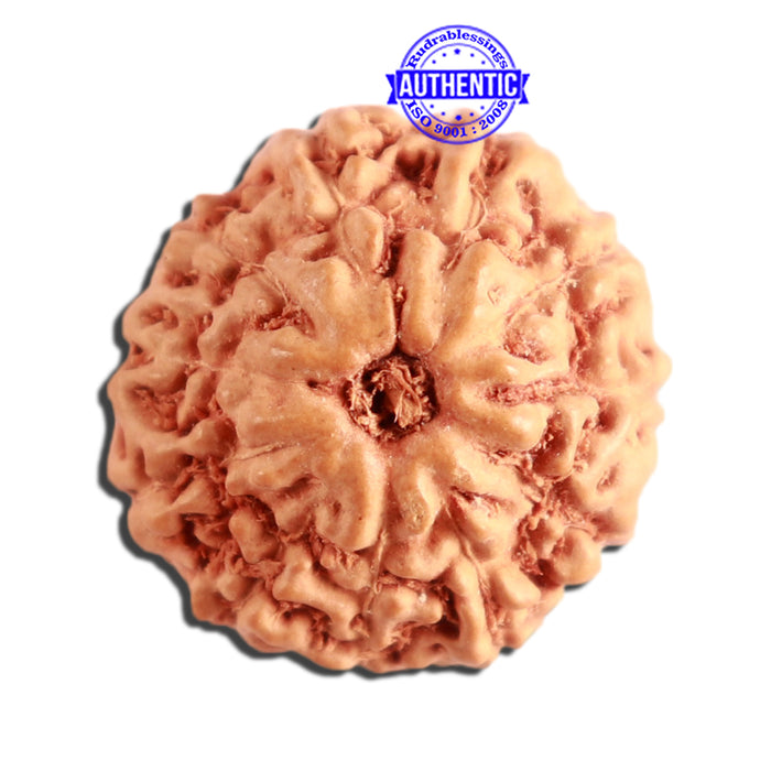 11 Mukhi Indonesian Rudraksha - Bead No. 216