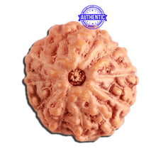 Load image into Gallery viewer, 11 Mukhi Indonesian Rudraksha - Bead No. 217
