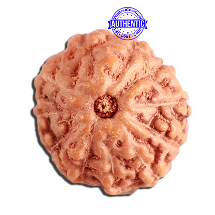 11 Mukhi Indonesian Rudraksha - Bead No. 217