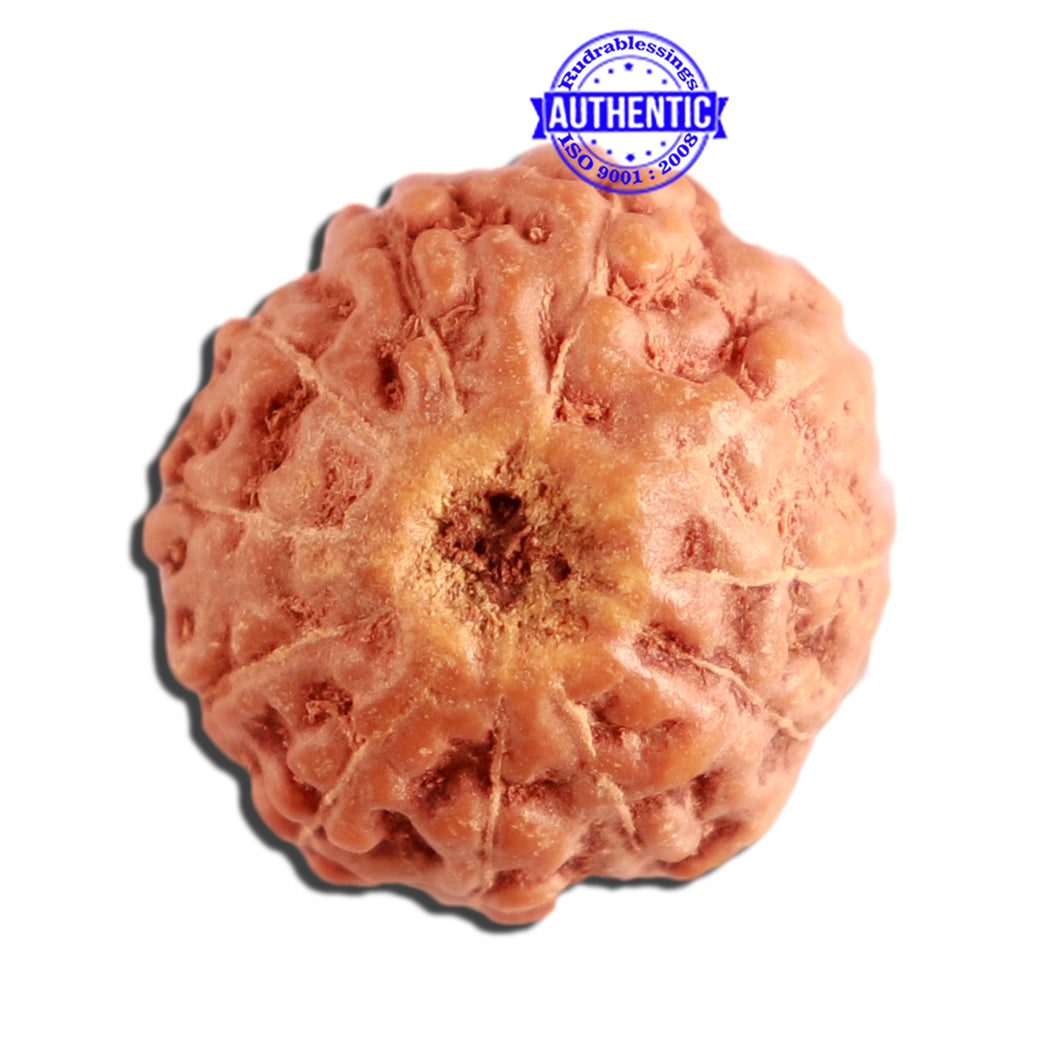 11 Mukhi Indonesian Rudraksha - Bead No. 217