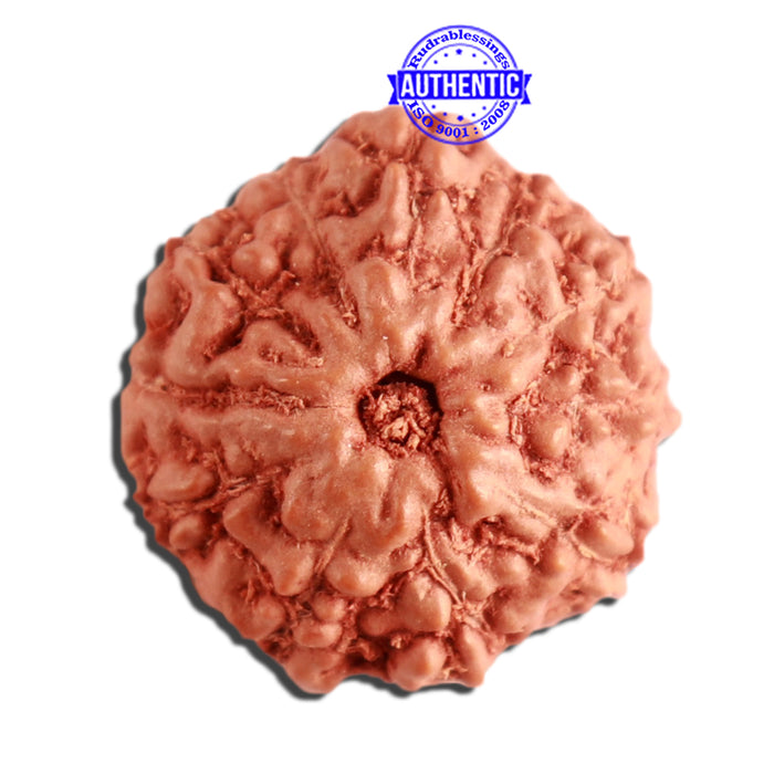 11 Mukhi Indonesian Rudraksha - Bead No. 218