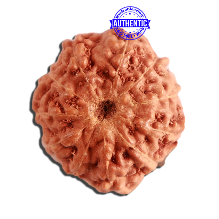 11 Mukhi Indonesian Rudraksha - Bead No. 219