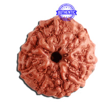 Load image into Gallery viewer, 11 Mukhi Indonesian Rudraksha - Bead No. 221
