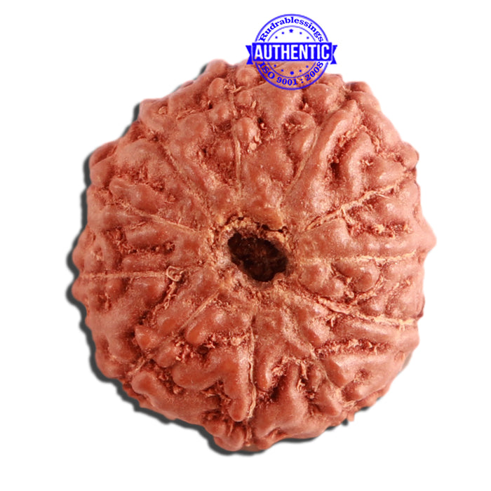 11 Mukhi Indonesian Rudraksha - Bead No. 221