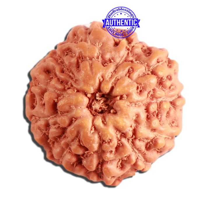 11 Mukhi Indonesian Rudraksha - Bead No. 222