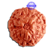 Load image into Gallery viewer, 11 Mukhi Indonesian Rudraksha - Bead No. 223
