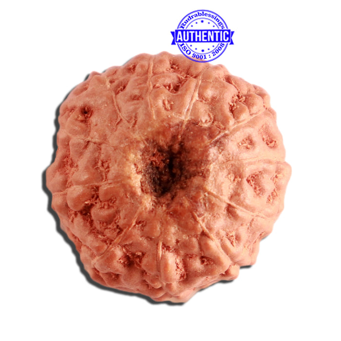 11 Mukhi Indonesian Rudraksha - Bead No. 223
