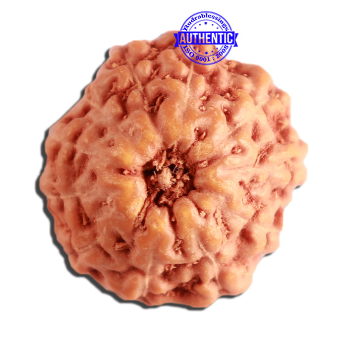 11 Mukhi Indonesian Rudraksha - Bead No. 224