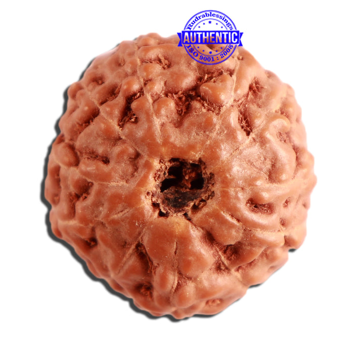 11 Mukhi Indonesian Rudraksha - Bead No. 225