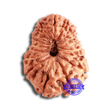 Load image into Gallery viewer, 18 Mukhi Rudraksha from Indonesia - Bead No. 172
