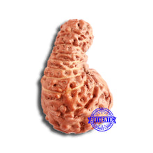Load image into Gallery viewer, 18 Mukhi Rudraksha from Indonesia - Bead No. 172

