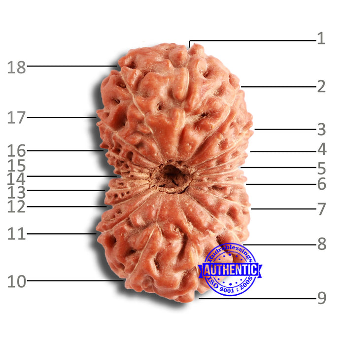 18 Mukhi Rudraksha from Indonesia - Bead No. 173