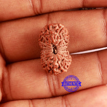 Load image into Gallery viewer, 18 Mukhi Rudraksha from Indonesia - Bead No. 173
