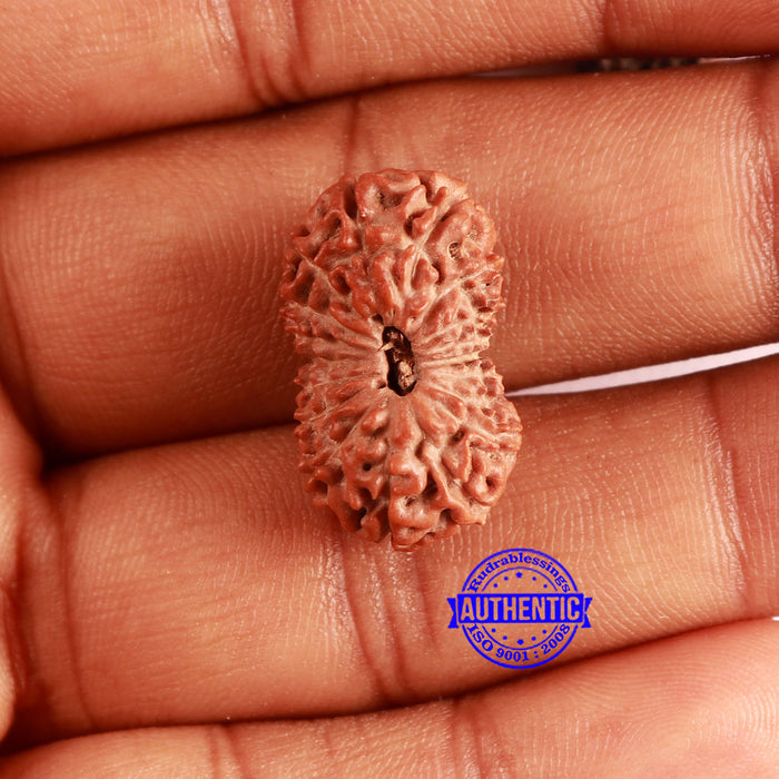 18 Mukhi Rudraksha from Indonesia - Bead No. 173