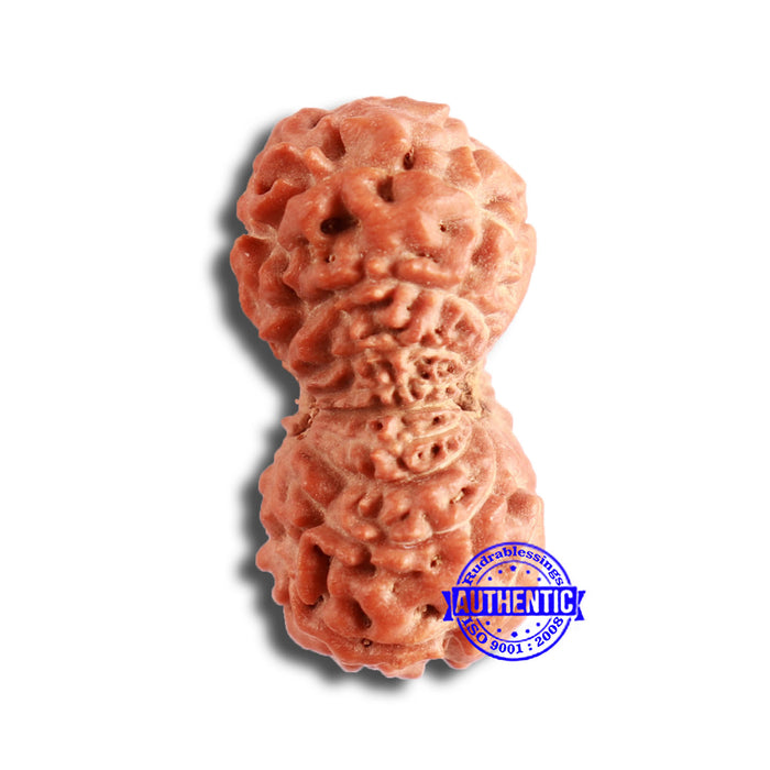 18 Mukhi Rudraksha from Indonesia - Bead No. 173