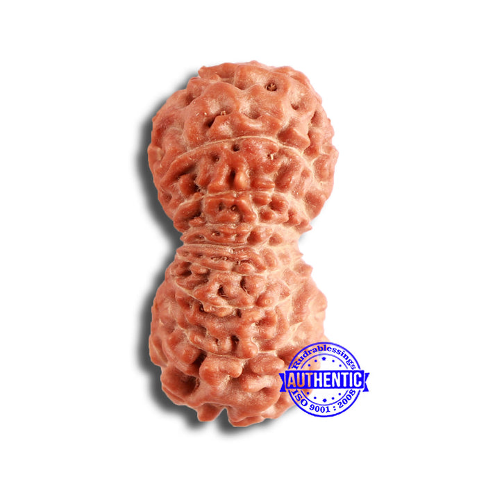18 Mukhi Rudraksha from Indonesia - Bead No. 173