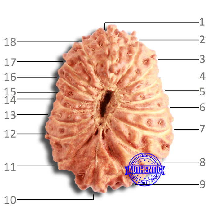 18 Mukhi Rudraksha from Indonesia - Bead No. 174