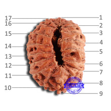 Load image into Gallery viewer, 18 Mukhi Rudraksha from Indonesia - Bead No. 191
