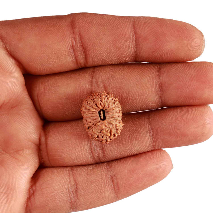 18 Mukhi Rudraksha from Indonesia - Bead No. 191