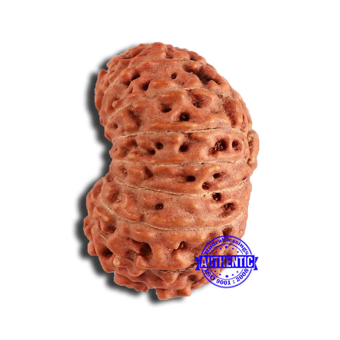 18 Mukhi Rudraksha from Indonesia - Bead No. 191