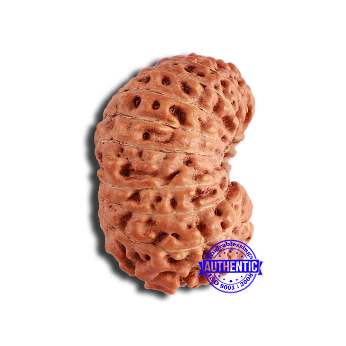 18 Mukhi Rudraksha from Indonesia - Bead No. 191