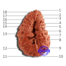 Load image into Gallery viewer, 18 Mukhi Rudraksha from Indonesia - Bead No. 192
