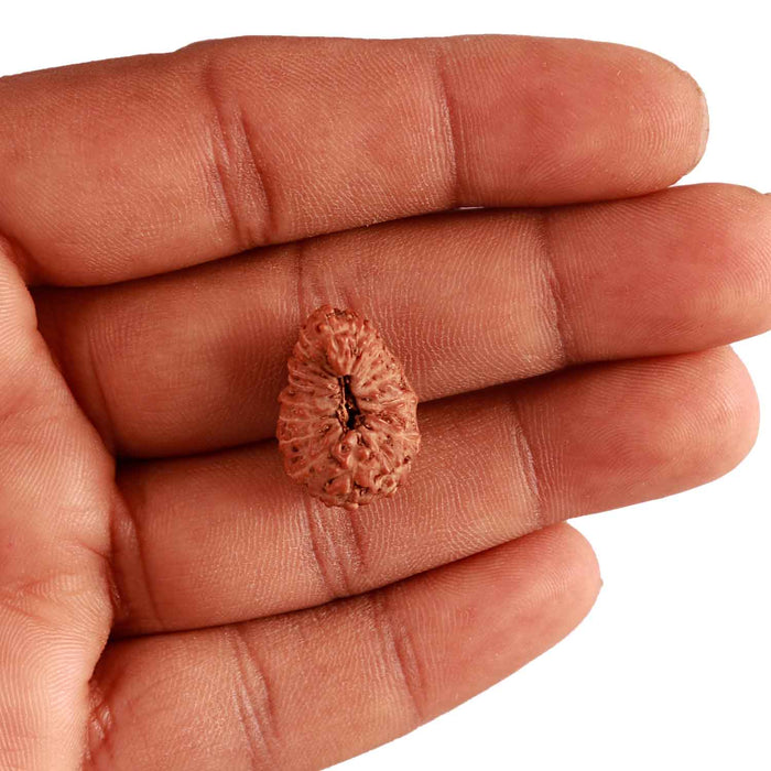 18 Mukhi Rudraksha from Indonesia - Bead No. 192