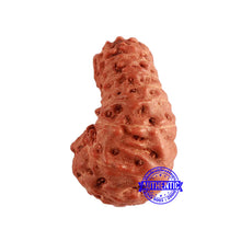 Load image into Gallery viewer, 18 Mukhi Rudraksha from Indonesia - Bead No. 192

