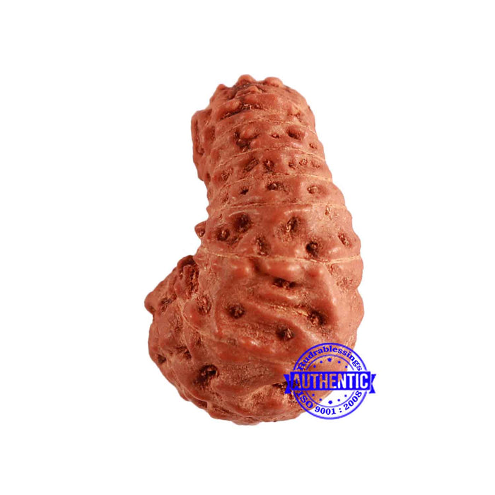 18 Mukhi Rudraksha from Indonesia - Bead No. 192