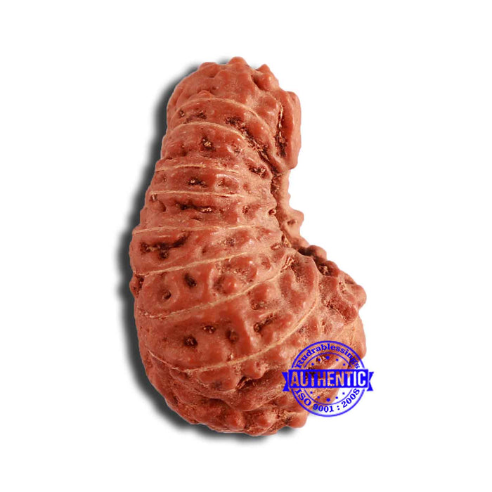 18 Mukhi Rudraksha from Indonesia - Bead No. 192