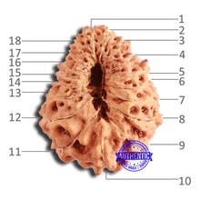 Load image into Gallery viewer, 18 Mukhi Rudraksha from Indonesia - Bead No. 194
