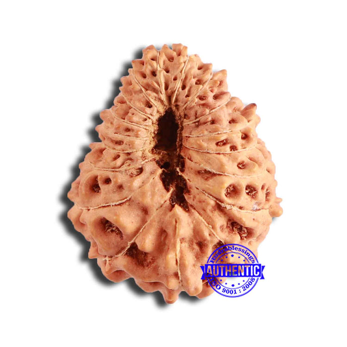 18 Mukhi Rudraksha from Indonesia - Bead No. 194