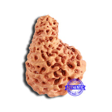 Load image into Gallery viewer, 18 Mukhi Rudraksha from Indonesia - Bead No. 194
