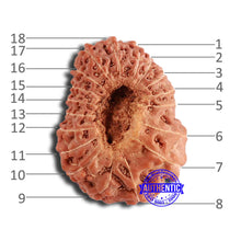 Load image into Gallery viewer, 18 Mukhi Rudraksha from Indonesia - Bead No. 195
