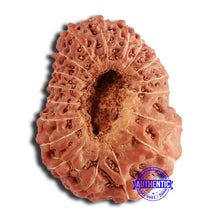 Load image into Gallery viewer, 18 Mukhi Rudraksha from Indonesia - Bead No. 195
